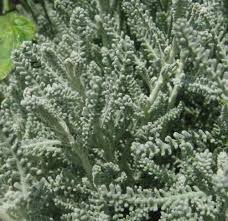 Image result for Santolina chamaecyparissus