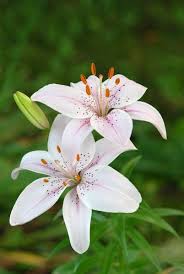 Flowers Page 2 Lilly By C Jon R Vermilye Sie Sind An Der Richtigen Stelle Fur Decorative Pillows Hier Bieten In 2020 Flower Pictures Flower Aesthetic Lily Flower