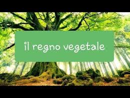 Continuità didattica e educativa per gli allievi che proseguono gli studi nelle altre scuole statali del convitto umberto i. Le Piante Il Regno Vegetale Briofite E Alghe Pluricellulari Youtube
