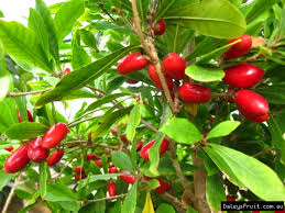 Check spelling or type a new query. Miracle Fruit Synsepalum Dulcificum