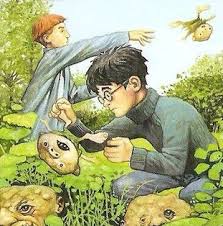 De Gnoming The Garden At The Burrow Harry Potter Universal Harry Potter Obsession Harry Potter Magic