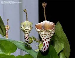 Image result for Ceropegia nilotica