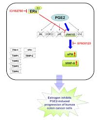 Prostaglandin e 2 (pge2), also known as dinoprostone, is a naturally occurring prostaglandin with oxytocic properties that is used as a medication. Jnk Suppression Is Essential For 17b Estradiol Inhibits Prostaglandin E2 Induced Upa And Mmp 9 Expressions And Cell Migration In Human Lovo Colon Cancer Cells Journal Of Biomedical Science Full Text