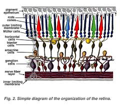 Image result for Retinal Anatomy