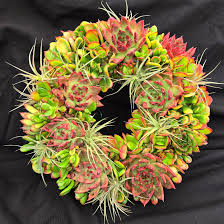 Image result for Cyphostemma barbosae