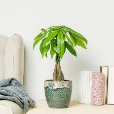 Image result for Pachira