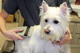 Pet chip registry accepts no responsibility during litigation over. Check Your Pet S Microchip Is Up To Date Australian Dog Lover