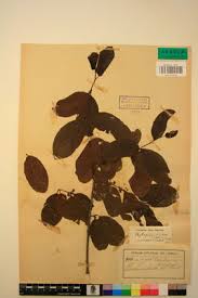 Image result for Berchemia discolor