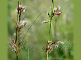 Image result for Themeda
