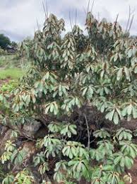 Image result for Englerophytum