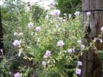 Image result for Syncolostemon elliottii