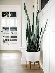 Le Piante D Appartamento Piu Belle Per Arredare La Casa Grazia Piante D Appartamento Arredamento Piante Da Interni Sweet Home