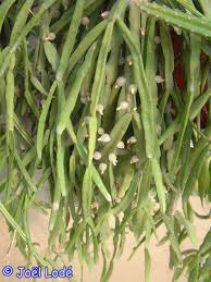 Image result for Rhynchosia micrantha