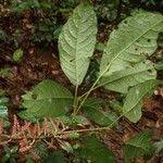 Image result for Maesobotrya