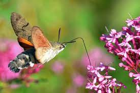 Hummingbird Hawk Moth Hummingbird Moth Moth Facts Moth