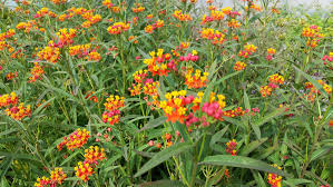 Image result for Asclepias curassavica