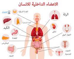 اين يقع الكبد في جسم الانسان بالصور المرسال