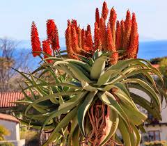 Image result for Aloe carnea