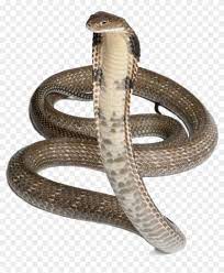 3d albino king cobra snake the world's longest venomous. Cobra Snake Png Pic 4 Pics 1 Word 1377 Clipart 706554 Pikpng