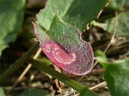 Image result for Enteucha acetosae