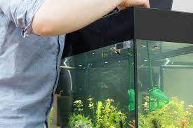 We did not find results for: How To Properly Clean Your Aquarium Tips For Easy Tank Maintenance Aquarium Co Op