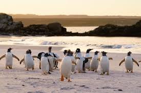 THE 47 BEST Falkland Islands Tours & Excursions in 2026 (w/Prices)