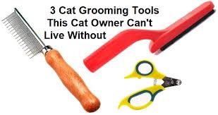 A colon can also separate a sentence into two independent clauses when the two clauses are directly related and you mean to emphasize the second clause. Can A Cat Live Without A Colon 35 Songs About Cats And The People Who Can T Live Without Treating Your Cat Based On Grading And