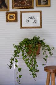Best Houseplants 9 Indoor Plants For Low Light Gardenista Indoor Plants Low Light Hanging Plants Outdoor Hanging Plants