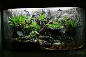 90 Gallon Re Build Pic Heavy Dart Frog Vivarium Frog Terrarium Vivarium