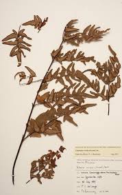 Image result for Cheilanthes viridis