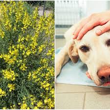 Fresh quality flowers from £11.99 & free uk delivery, cheapest prices! Check Your Gardens Warns Owner After This Plant Made Her Dogs Gravely Ill Edinburgh Live
