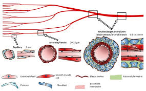 These layers surround the lumen, the hollow interior through which blood flows. Materials Free Full Text Bioprinting Vasculature Materials Cells And Emergent Techniques Html