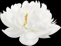File:katara and the order of the white lotus.png; Download White Lotus From The Nymphaea Genus White Lotus Flower White Background Png Image With No Background Pngkey Com