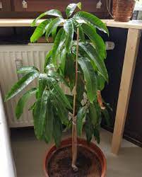 Manche arten sind immergrün, andere ziehen zu ungünstigen jahreszeiten ihr laub ein. Mango Mangos Mangifera Beliebte Pflanzen Erfahrungen Green24 Pflanzen Garten Forum