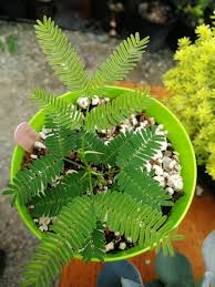 Image result for Acacia davyi