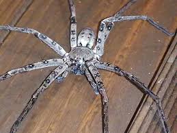 Image result for Sinopteridaceae