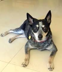 We did not find results for: Must Read Pet Relocation Service Chennai Dog Relocation Service Chennai Cat Relocation Service Chennai