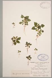 Image result for Parietaria debilis