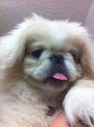 Black And White Pekingese Pekingese Pup Pekingese Dogs Pekingese Animals