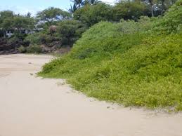 Image result for Volkameria