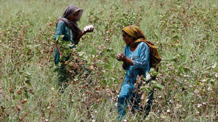 Pakistan's ancient cotton production declines, worsening trade deficit -  Nikkei Asia