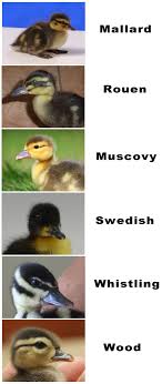 Quick Duckling Identification Guide Raising Ducks Duck