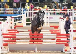 pferde kaufen sachsen anhaltiner warmblut brandenburger warmblut pferd deutschland dressur zum verkauf bonfire dressur warmblut pferde