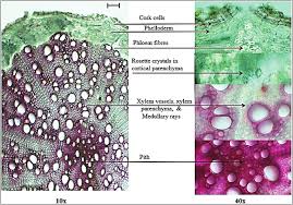 Image result for Sida veronicifolia