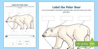 Structural adaptations of a polar help her to adapt with different environmental stressors such as the bear white fur which camouflages her in the snow. Label The Polar Bear Worksheet Teacher Made