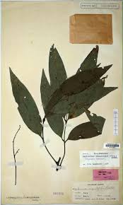 Image result for Lepisanthes senegalensis