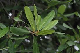 Image result for Brexia