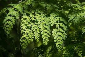Image result for Moringa