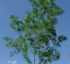 Image result for Asparagus macowanii