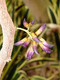 Image result for Mucuna poggei